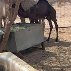 قعود عمره شهرين كفو