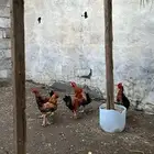ديكه بلدي للبيع