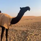 قعود مجهم طيب