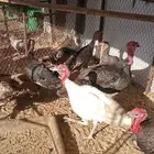 دجاج رومي عرض حلو للمربين