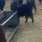 معزاء اللبيع.
