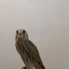 ب ا ش ق مدرب