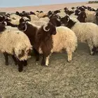 نعيم جبر فاخر