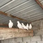 حمام فرنسي منتج