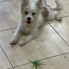 للبيع كلاب صغيره قزم محبوبه للعاجل
