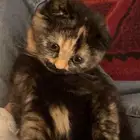 قطه ذكر و انثى