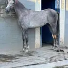 خيل شعبي ذكر