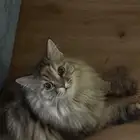 قطه انثى للتبني مطعمه