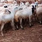 رخال رفيديات صنف فاخر