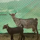 معزا مواليد 13 يتبعها 13