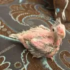 فرخ كروان هولندي