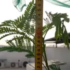 شتلات شجرة اللوسينيا  نعناع مغربي ريحان ايطالي