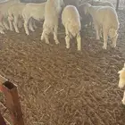 بهم حري طيب