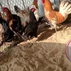 دجاج بياض وحضان