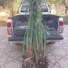 نخل مثمر نخل القصيم جثايث سكري برحي مجدول صفواي عنبر برني