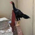 ديك باكستاني