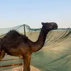 بكره حواره مجهم