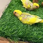 فروخ روز لاتينو