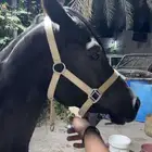 مزاد هجر موثوق لدى منصة نما   https   chat.whatsapp.com