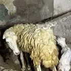 نعجه منتوج اول بطن