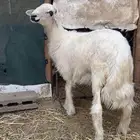 للبيع خروف ضان فخل