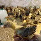 صوص فرنسي احمر