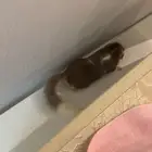 سنجاب قزم