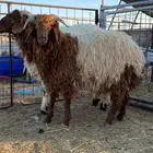 ذبايح تابي و تمارا