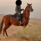 فرس شعبيه شيخه للبيع