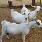 معزه دافع العدد 3 العمر سديس