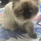 اعلان تبني قطط جميلة هملايا