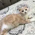 للتبني قط ذكر