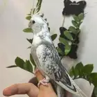 كروان اليف هولندي