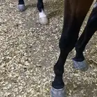 حصان انجليزي فحل