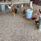 ديوك بلدي وفيومي