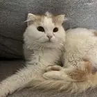 قطو على السوم سكوتش فولد