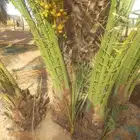 نخل القصيم مراد القصيم