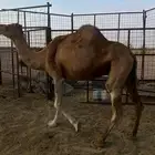 نياق