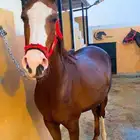 خيل شعبي