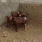 تيوس مخصى نظيفه على الشرط الموقع محايل عسير