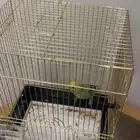 السلام عليكم ورحمة الله وبركاته للبيع عصفور