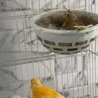 جوز كناري سوري منتج توه امنزل اول بيض