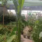 مشتل افندينا ازرعه الشتلت