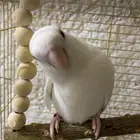 ذكر روز للبيع