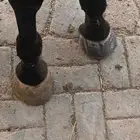 horse farrier
