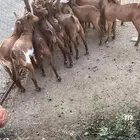 تيوس دهم فيها واحده انثى (تم البيع)