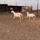 نعجة تامة معها رخل عمرها فوق شهرين