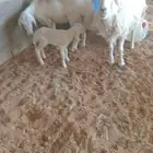 حريات للبيع