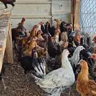 دجاج بلدي