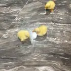 صوص بط بكيني